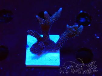 WYSIWYG Montipora Polype Violet