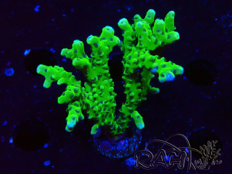 WYSIWYG - BR Grüner Goblin Anacropora