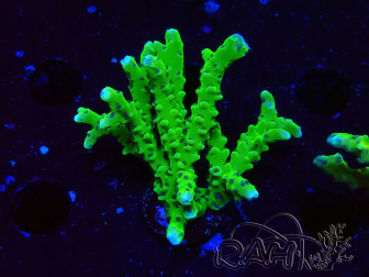 WYSIWYG - BR Green Goblin Anacropora 1V2