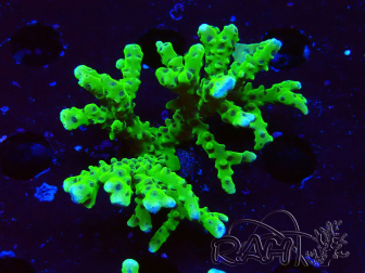 WYSIWYG - BR Green Goblin Anacropora