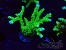 WYSIWYG - BR Green Goblin Anacropora