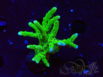 WYSIWYG - BR Green Goblin Anacropora