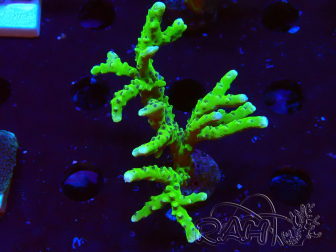 WYSIWYG - BR Green Goblin Anacropora