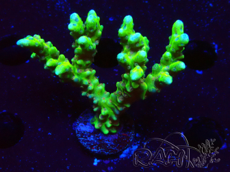 WYSIWYG - AK Goldenrod Anacropora
