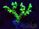 WYSIWYG - AK Goldenrod Anacropora