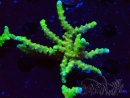 WYSIWYG - AK Goldenrod Anacropora