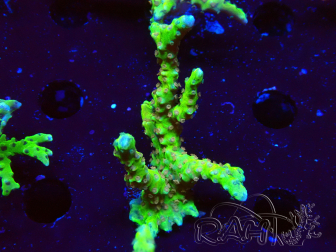 WYSIWYG - AK Goldenrod Anacropora