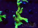 WYSIWYG - AK Goldenrod Anacropora