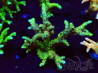 WYSIWYG - AK Goldenrod Anacropora
