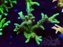 WYSIWYG - AK Goldenrod Anacropora 1W4