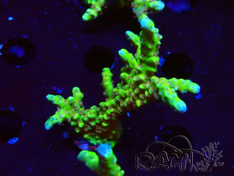 WYSIWYG - AK Goldenrod Anacropora