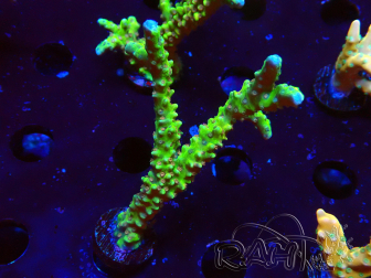 WYSIWYG - AK Goldenrod Anacropora
