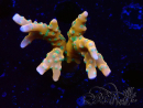 WYSIWYG - MH Tropicana Anacropora