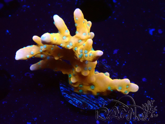 WYSIWYG - MH Tropicana Anacropora