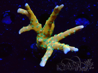 WYSIWYG - MH Tropicana Anacropora