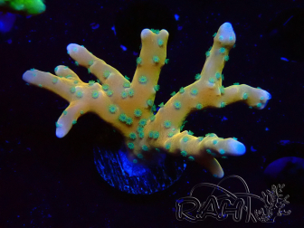 WYSIWYG - MH Tropicana Anacropora