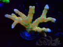 WYSIWYG - MH Tropicana Anacropora