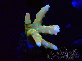 WYSIWYG - MH Tropicana Anacropora