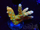WYSIWYG - MH Tropicana Anacropora