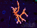 WYSIWYG - JF TNT Anacropora