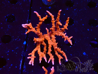 WYSIWYG - JF TNT Anacropora