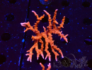 WYSIWYG - JF TNT Anacropora