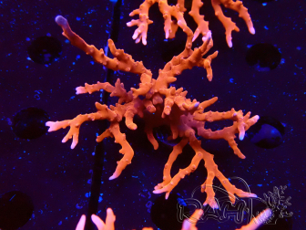 WYSIWYG - JF TNT Anacropora