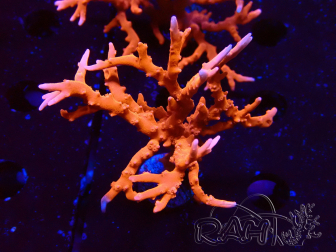 WYSIWYG - JF TNT Anacropora 1Y4