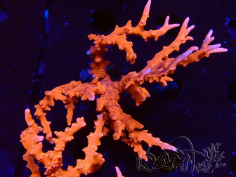 WYSIWYG - JF TNT Anacropora 18D1