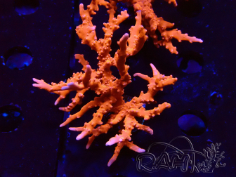 WYSIWYG - JF TNT Anacropora