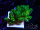 WYSIWYG Pocillopora damicormis gelb-grün