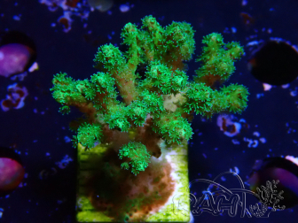 WYSIWYG Pocillopora damicornis jaune vert