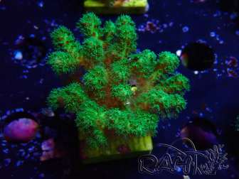 WYSIWYG Pocillopora damicornis jaune vert