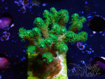 WYSIWYG Pocillopora damicornis giallo verde