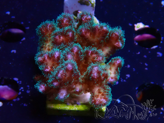 WYSIWYG Pocillopora damicornis pink