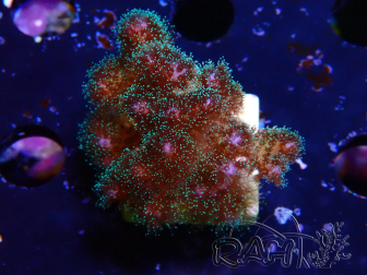 WYSIWYG Pocillopora damicornis  rose 1C5