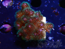 WYSIWYG Pocillopora damicornis rosa