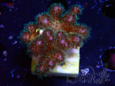 WYSIWYG Pocillopora damicornis rosa