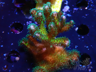 WYSIWYG Pocillopora damicormis Gold insane