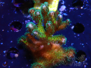 WYSIWYG Pocillopora damicormis Gold insane