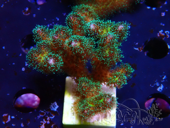 WYSIWYG Pocillopora damicormis Gold insane