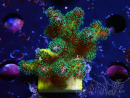 WYSIWYG Pocillopora damicormis Gold insane