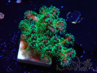 WYSIWYG Pocillopora damicormis tricolor