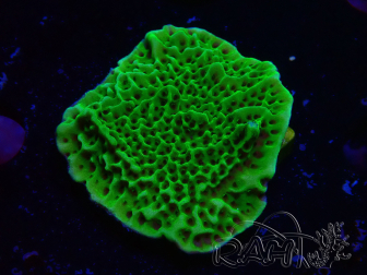 WYSIWYG Montipora confusa