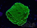 WYSIWYG Montipora confusa