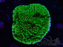 WYSIWYG Montipora confusa
