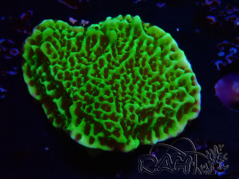 WYSIWYG Montipora confusa