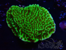 WYSIWYG Montipora confusa 1E6