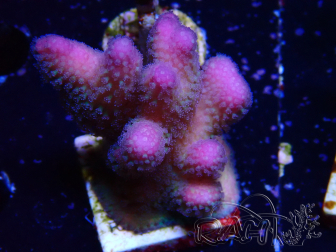 WYSIWYG Stylophora pistillata Pink 1F1