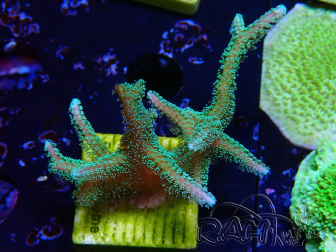 WYSIWYG Seriatopora caliendrum Ibrido (Uccello del paradiso-Neon) 1F6